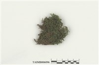 藏品(挾葉擬合睫蘚)的圖片